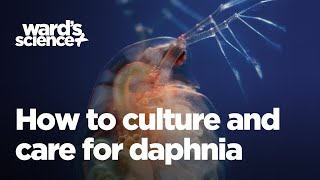 Caring and Culturing for Daphnia [upl. by Long]