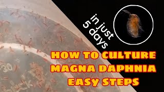 How to Culture Magna Daphnia Easily [upl. by Assillam]