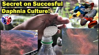 How to Culture Daphnia Successfully [upl. by Ellehcil679]