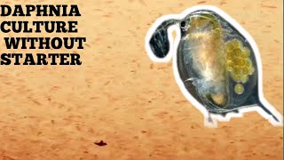 HOW TO CULTURE DAPHNIA NATURALLY WITHOUT A STARTER [upl. by Bonita]