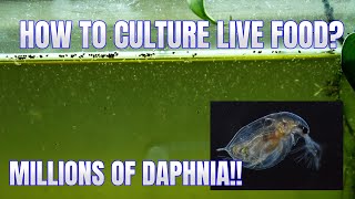 How to Culture Daphnia Secret Method to Breed MILLIONS  Simply Aquatic [upl. by Ahsinrad767]