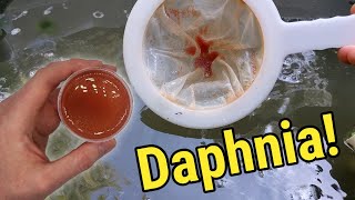 How I Culture Daphnia In Outdoor Tubs [upl. by Shien994]