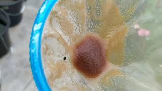 How to culture daphnia moina in a small container Part 1 English Subtitle [upl. by Ginevra398]