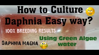 Daphnia MagnaHow to Culture Daphnia Easy wayCulturing Daphnia using Green water Daphnia [upl. by Levon]