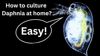 BEST Live Fish Food Beginner guide How to Culture Daphnia at home [upl. by Htesil]