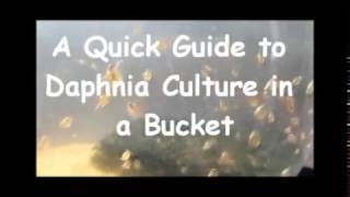 How to culture daphnia outside [upl. by Aitetel]