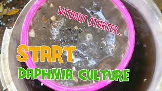 How to culture daphnia moina the easy way 1  Starting the Daphnia culture [upl. by Serrano]