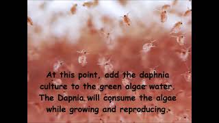 Daphnia  How to grow daphnia in your home [upl. by Asirb]