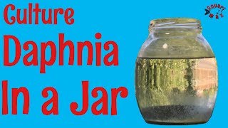 How to Culture Daphnia in a Jar [upl. by Aicened549]