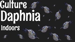 How to Culture Daphnia [upl. by Idnerb]