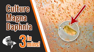 How to culture DAPHNIA MAGNA  The easy way [upl. by Maiga617]