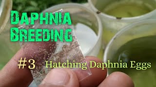 Daphnia Culture made simple and easy 3  Hatching Daphnia eggs [upl. by Ayamahs]