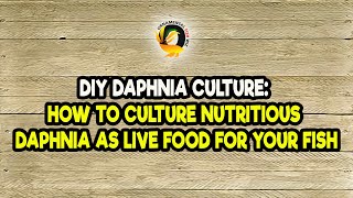 DIY Daphnia Culture How to Culture Nutritious Daphnia as Live Food for Your Fish [upl. by Eiramnaej]