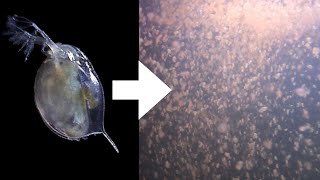 How I Culture Daphnia [upl. by Lasiaf]