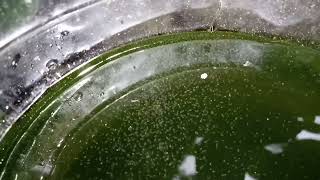 DAPHNIA MOINA CULTURE IN A SMALL BUCKET [upl. by Etteyafal]