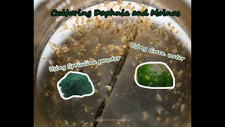 How To Culture Daphnia and Moinas using Green Water Spirulina powder [upl. by Kenwrick]