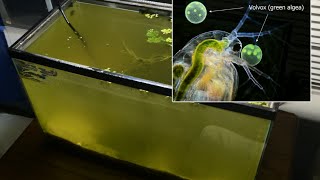 Raising Daphnia for the Freshwater Aquarium [upl. by Yob]