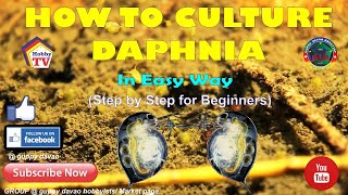 HOW TO CULTURE DAPHNIA In Easy Way [upl. by Shaina]